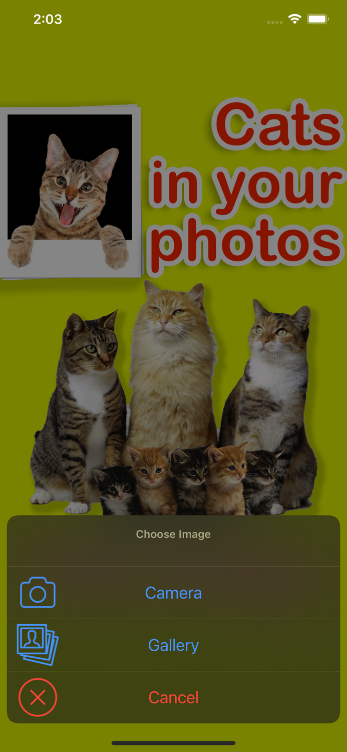Cats in your photos