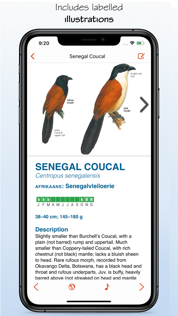 Sasol eBirds South Africa LITE