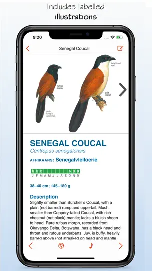Screenshot von Sasol EBirds South Africa LITE auf dem iPhone 5