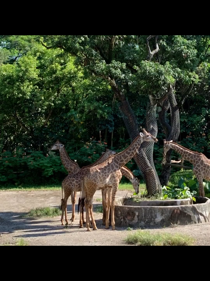 Video Crop - Resize Video