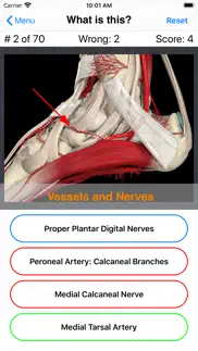 anatomy foot quiz problems & solutions and troubleshooting guide - 2