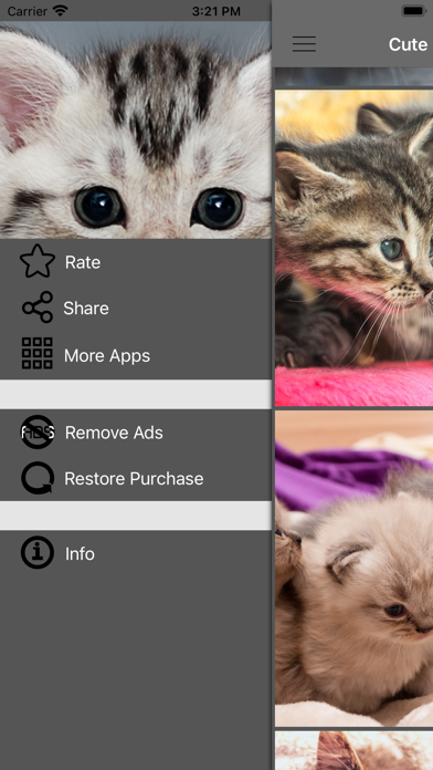 Cute Cat HD Wallpapers Screenshot