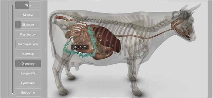 3D Bovine Anatomy