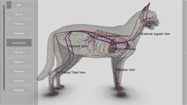 3D Cat Anatomy screenshot-9