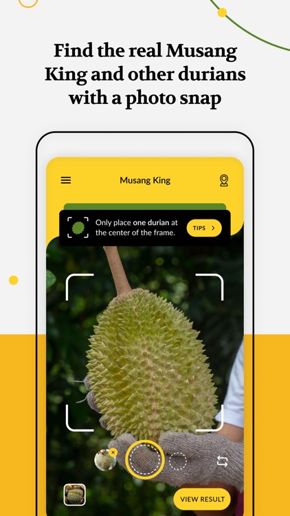 Musang King