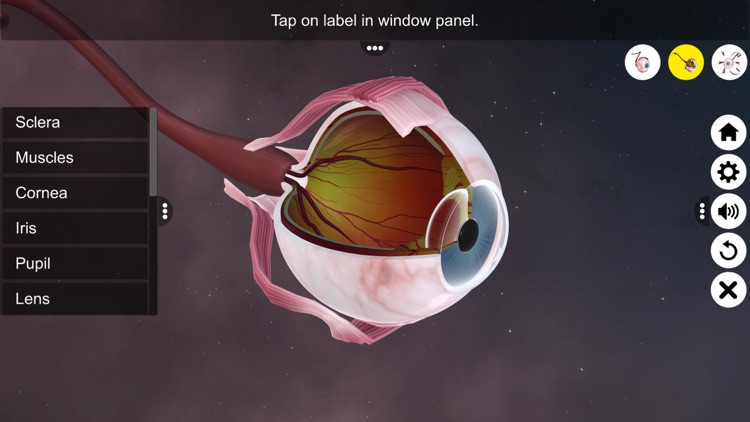 The Eye (Anatomy & Physiology) screenshot-3