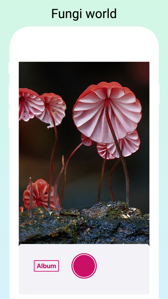 #5. Mushroom Identifier by photo (iOS) 由: RLAM FZCO