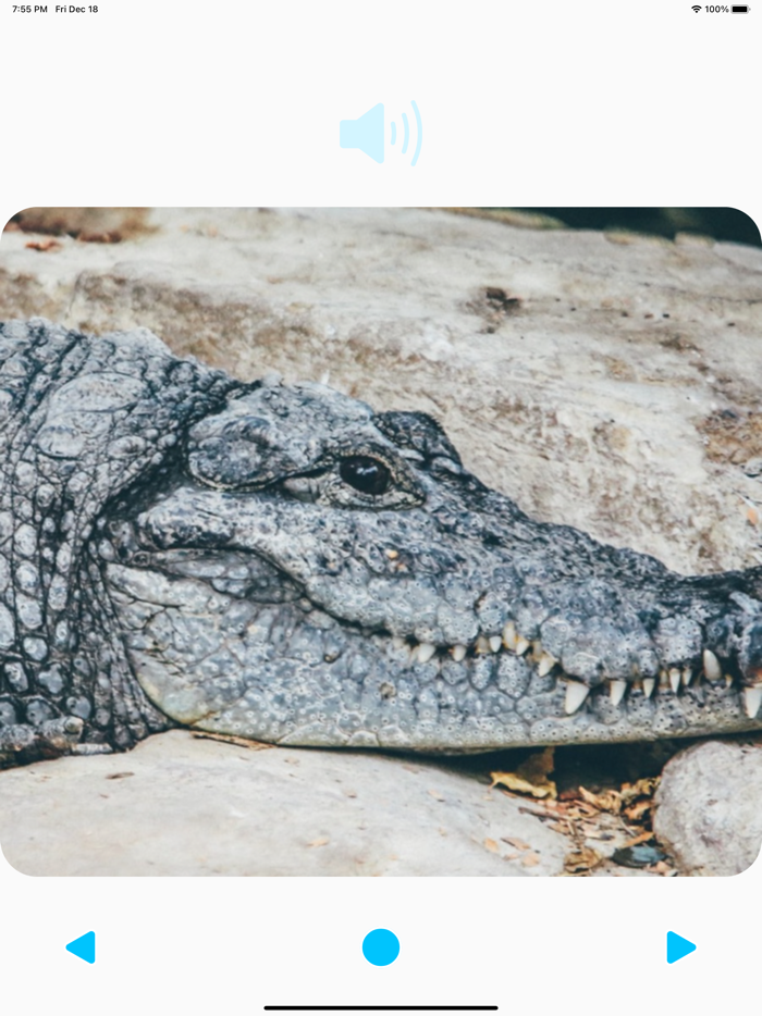 Animal Sounds Player