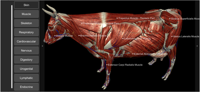 3D Bovine Anatomy