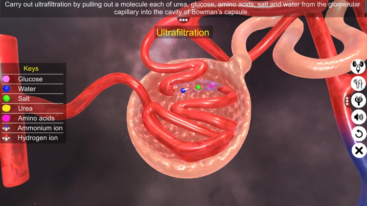 Urinary System Physiology screenshot-7