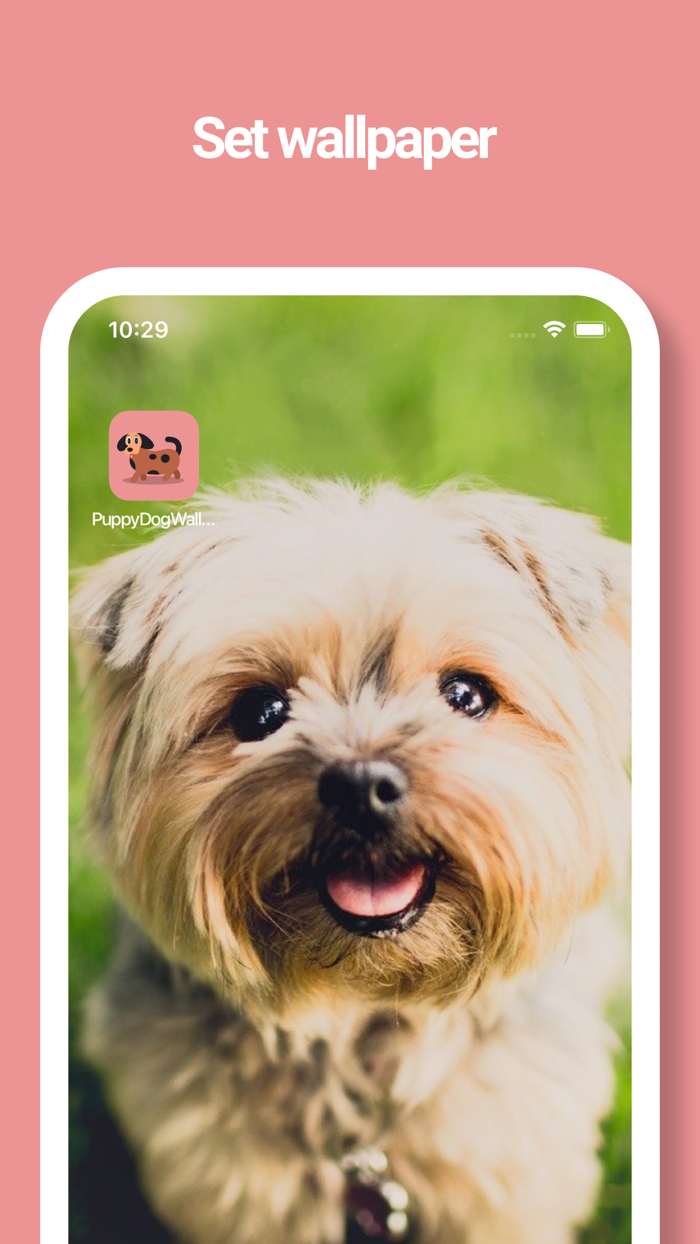 Dog Wallpapers -Picture Movie