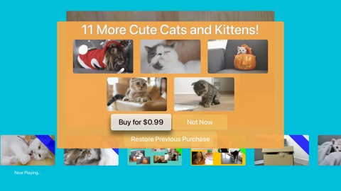 Screenshot #5 for Kitten TV
