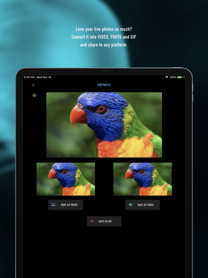 Lively Converter -Media Marker