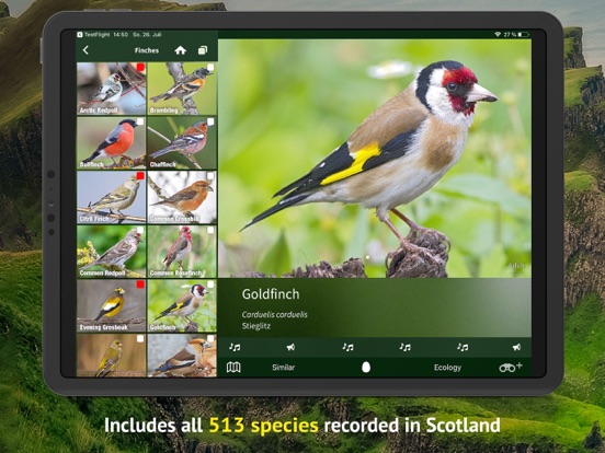 Screenshot #6 pour All Birds Scotland Photo Guide