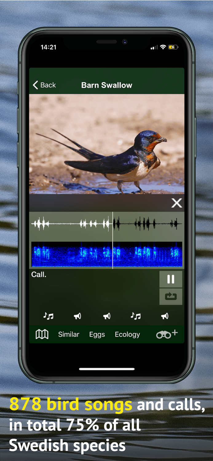 All Birds Sweden - Photo Guide
