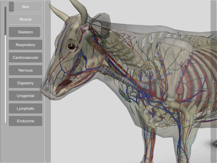 3D Bovine Anatomy