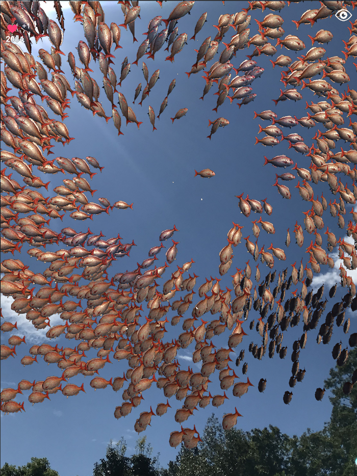 School of fish AR