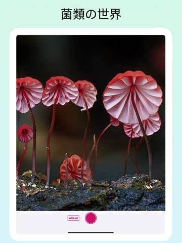 Fungus Idのおすすめ画像5