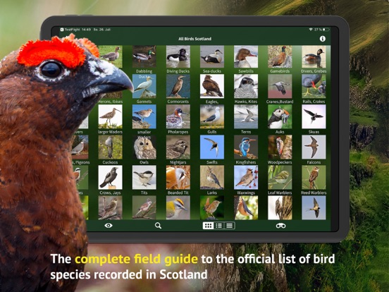 Screenshot #5 pour All Birds Scotland Photo Guide
