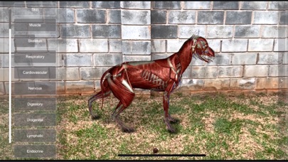 3D Canine Anatomyのおすすめ画像6