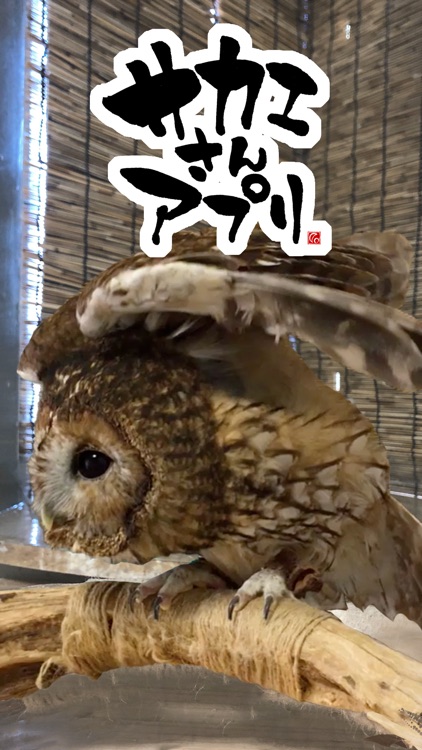 サカエさんアプリ