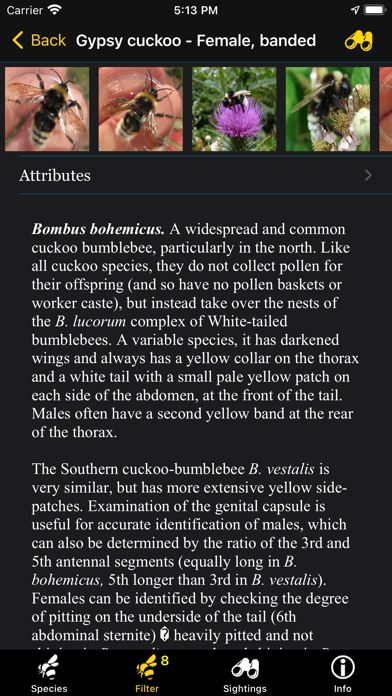 BeeID Screenshot