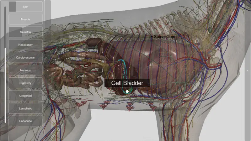 3D Canine Anatomy screenshot 7 of 10