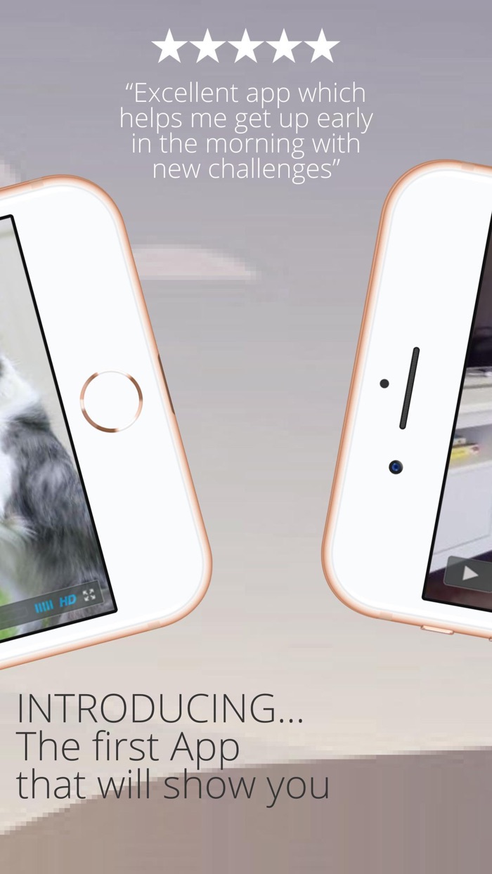 Dog Training Adopt My A Pet