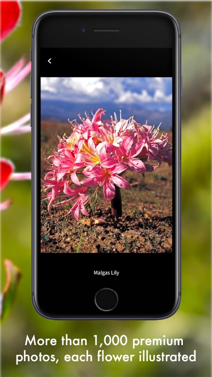 Wildflowers of South Africa screenshot-5