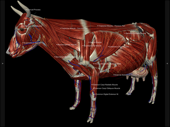 3D Bovine Anatomyのおすすめ画像2