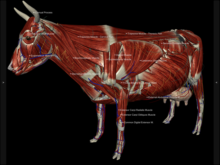 3D Bovine Anatomy