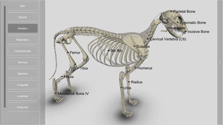 3D Cat Anatomy screenshot-6