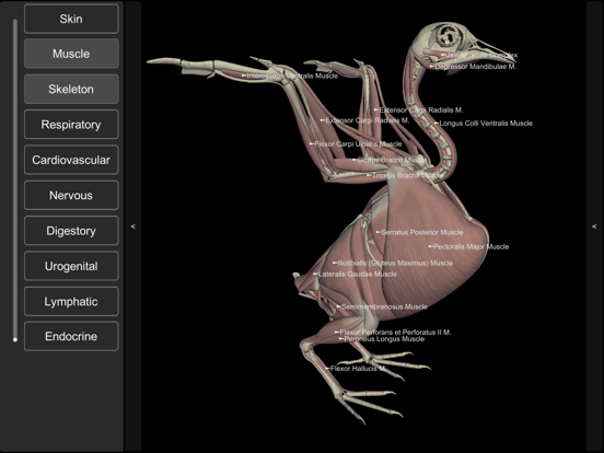 Screenshot #5 pour 3D Bird Anatomy
