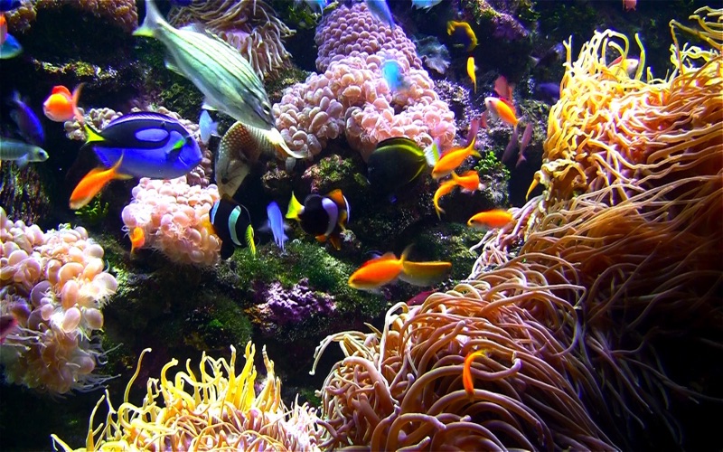 aquarium live hd+ screensaver problems & solutions and troubleshooting guide - 2