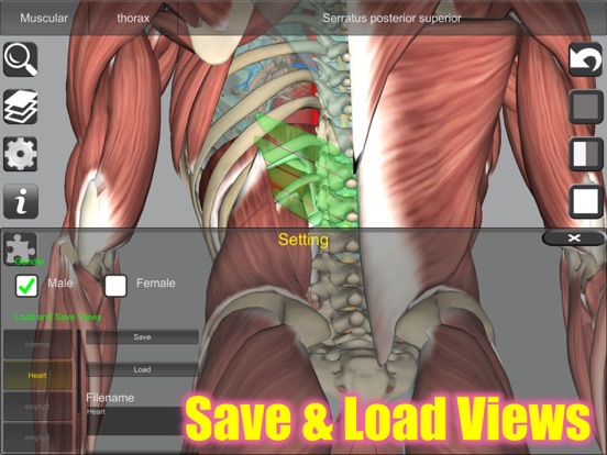 3D Anatomy Learning screenshot