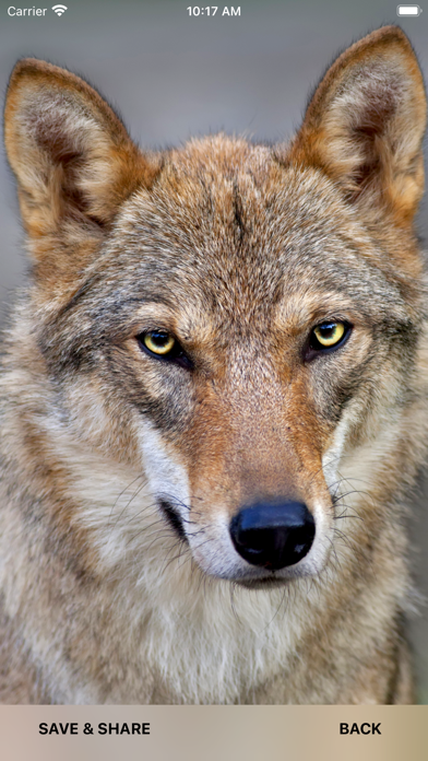 Wolf Backgrounds HD Screenshot