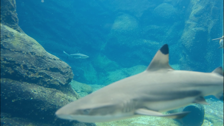 Screenshot #3 pour Aquarium Fish Tank HD