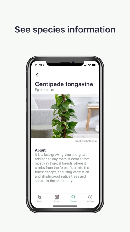 Jungled: Delightful Plant Care