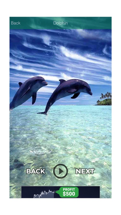 Funny Sound - Animal - Birds