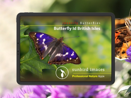 Screenshot #4 pour Butterfly Id - UK Field Guide