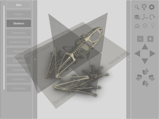 Screenshot #5 pour 3D Frog Skeleton
