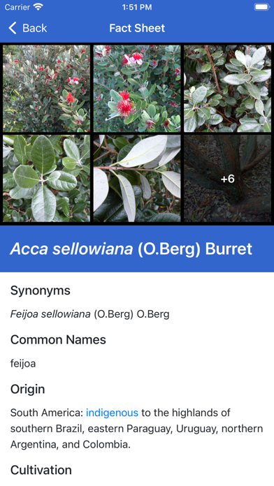 NZ Myrtaceae Key Screenshot