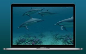 Dolphins 3D screenshot