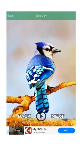 Game screenshot Animals and Birds Funny Sound apk