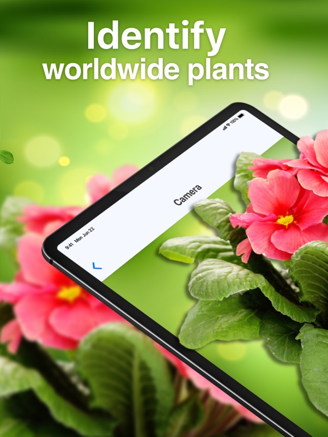 Australian Wildflower Identification App Best Flower Site