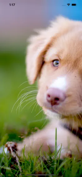 Game screenshot Encyclopedia of Dogs mod apk