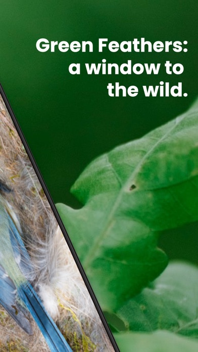 Green Feathers Screenshot