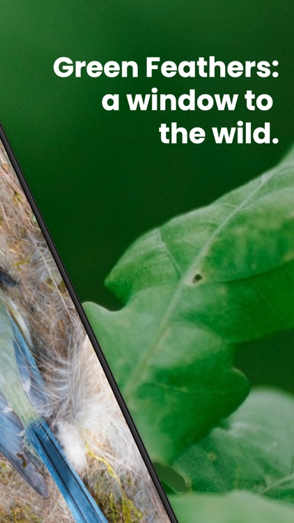 Green Feathers screenshot-7