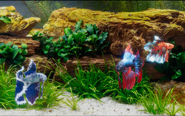 ‎Betta Fish - Virtual Aquarium Screenshot