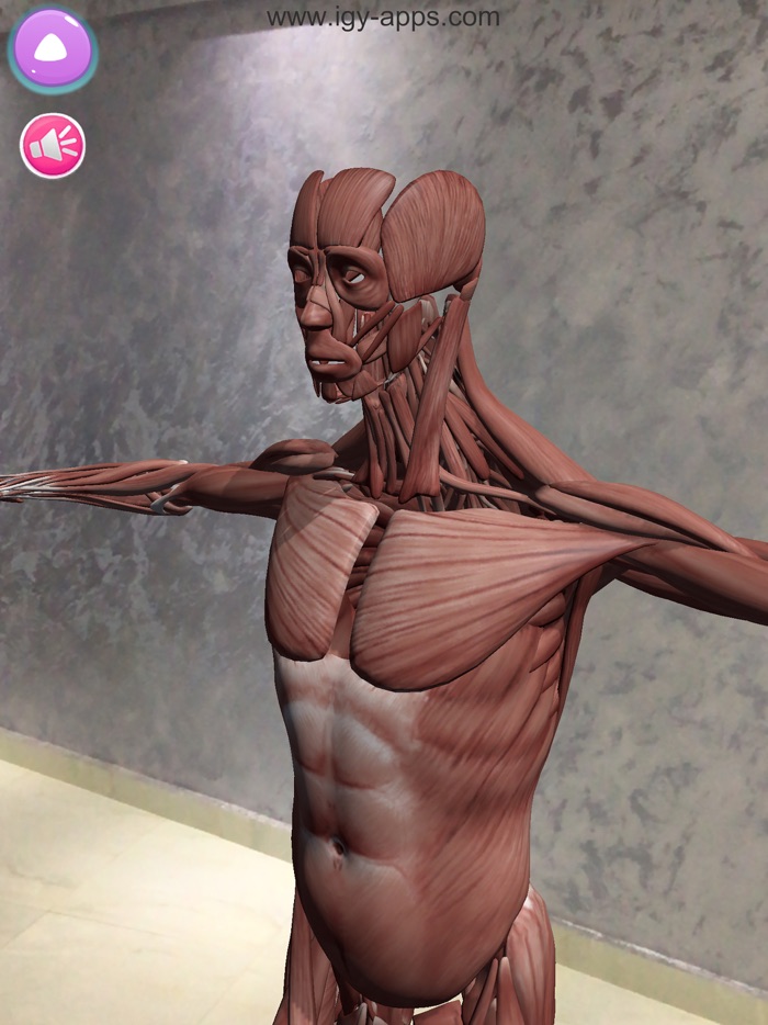 Anatomy AR 4D